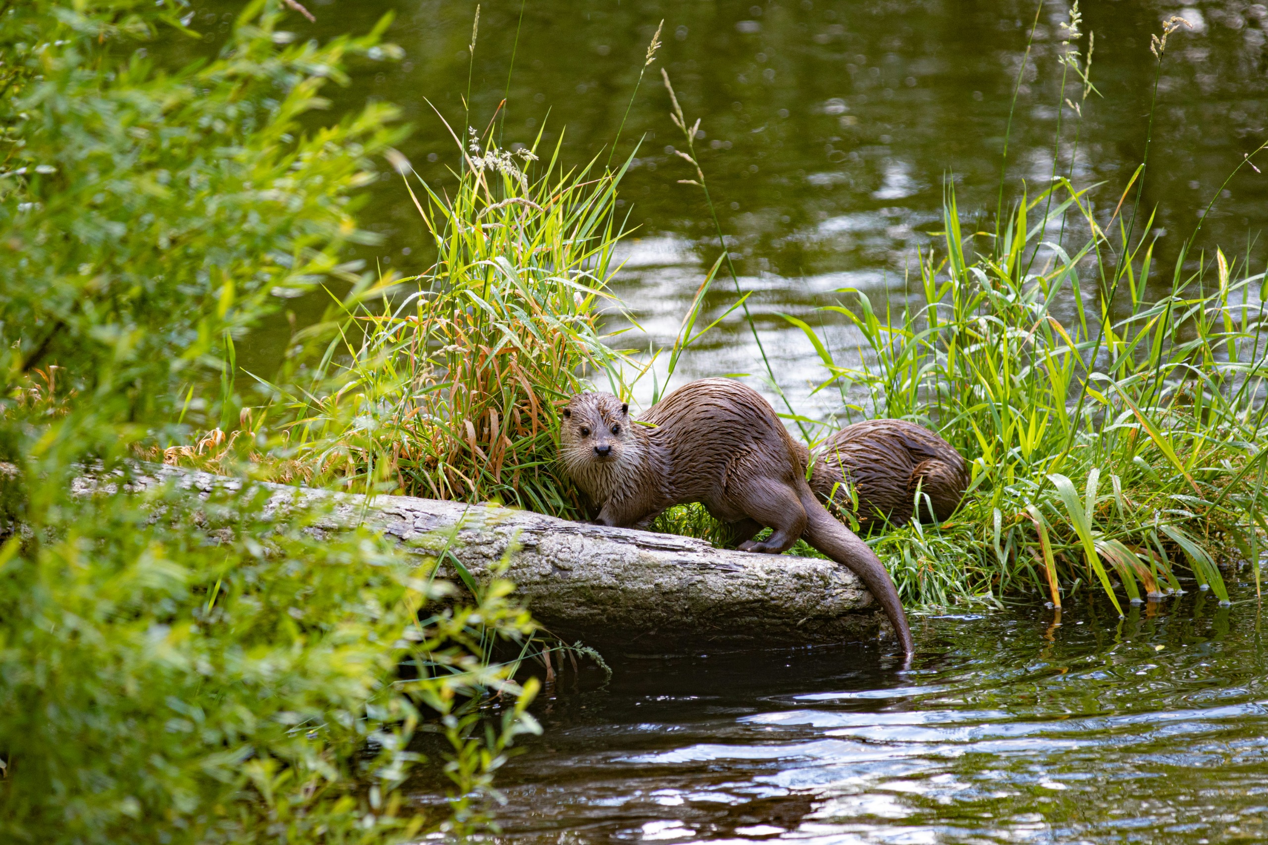 River Otters